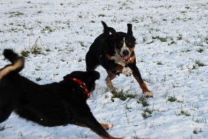 Sennenhunde lieben den Schnee